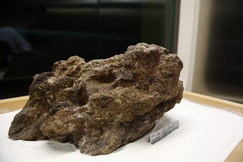 撿石者的意外驚喜 木雕刻品，價值連城的自然饋贈